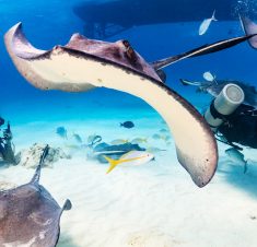 10 Can’t Miss Grand Cayman Adventures