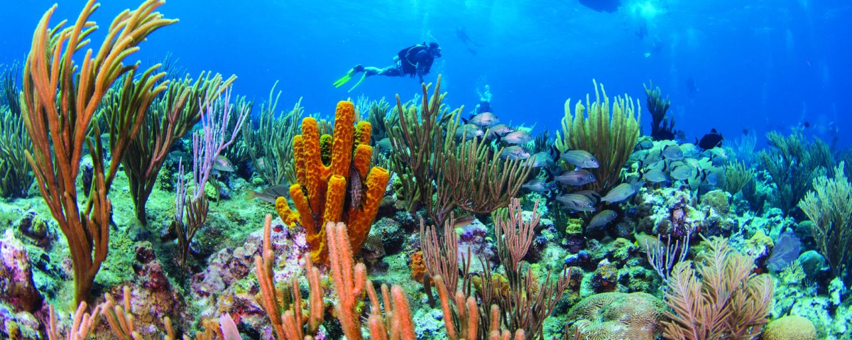 Grand Cayman Scuba Diving Courses And Trips