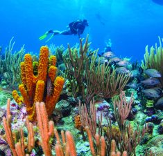 Grand Cayman Scuba Diving Courses And Trips