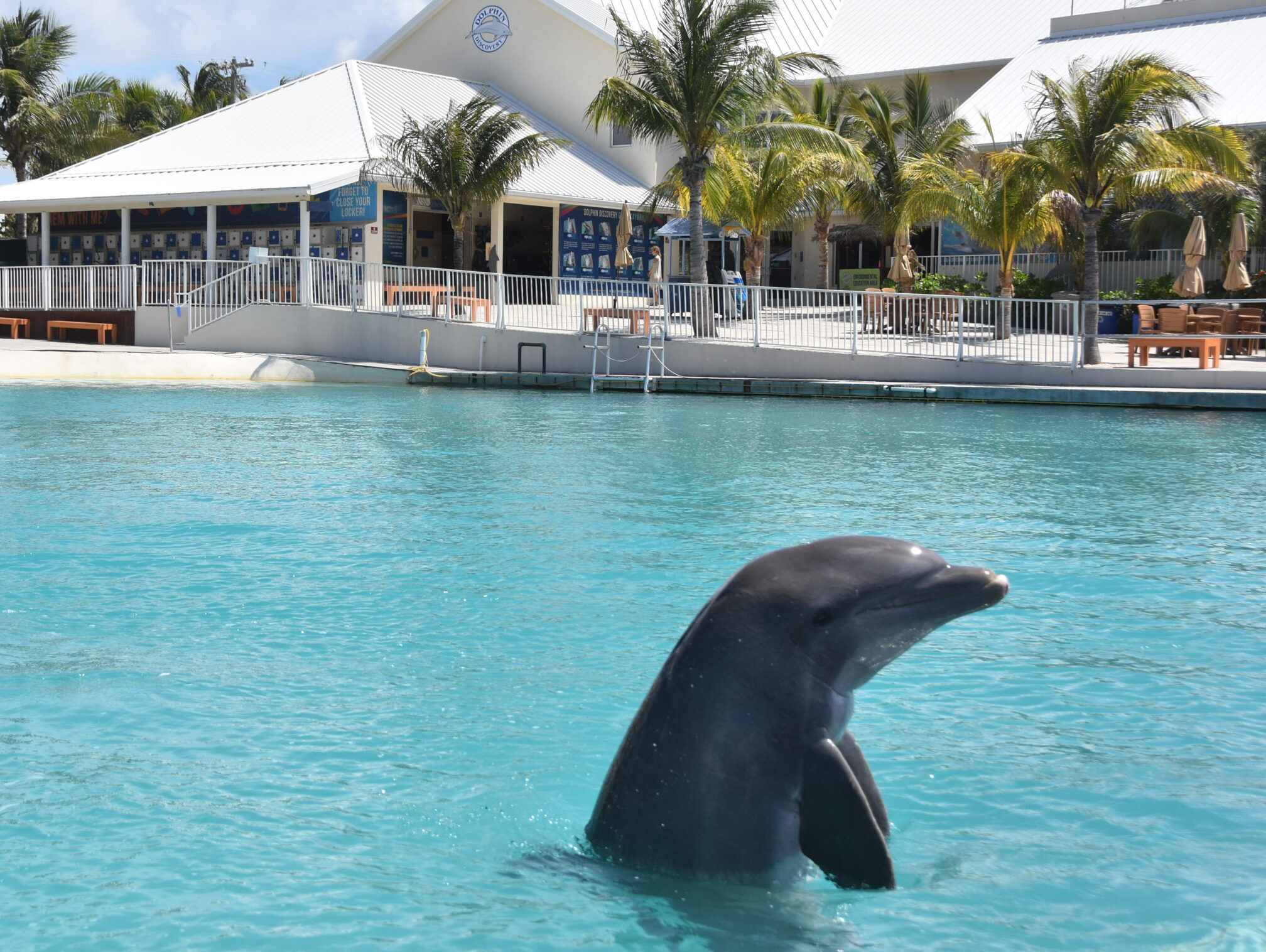 dolphin excursion grand cayman