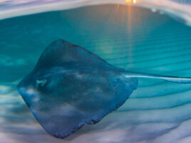 Stingray City Tours