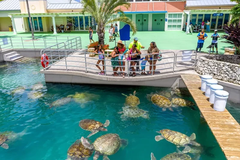 Cayman Turtle Center