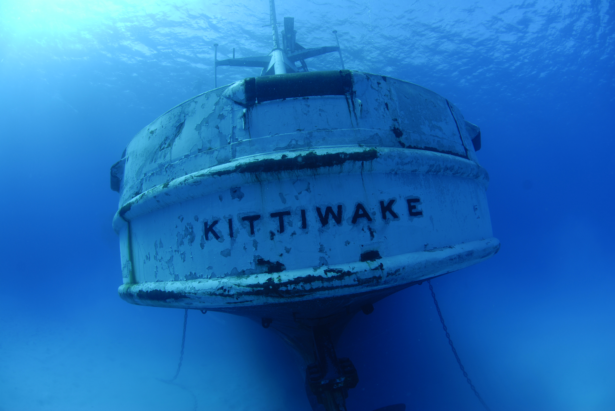 KITTIWAKE