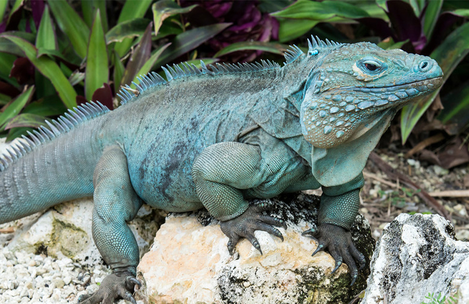 The ingenious Blue Iguana.