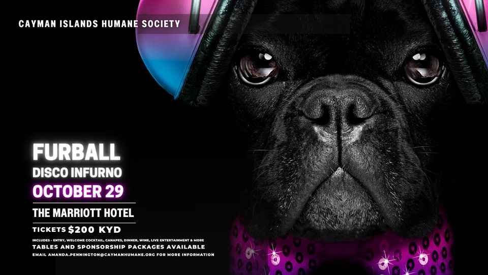 Humane Society Furball, Disco Infurno