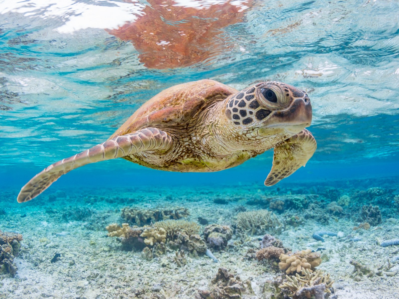 sea turtle stock getty